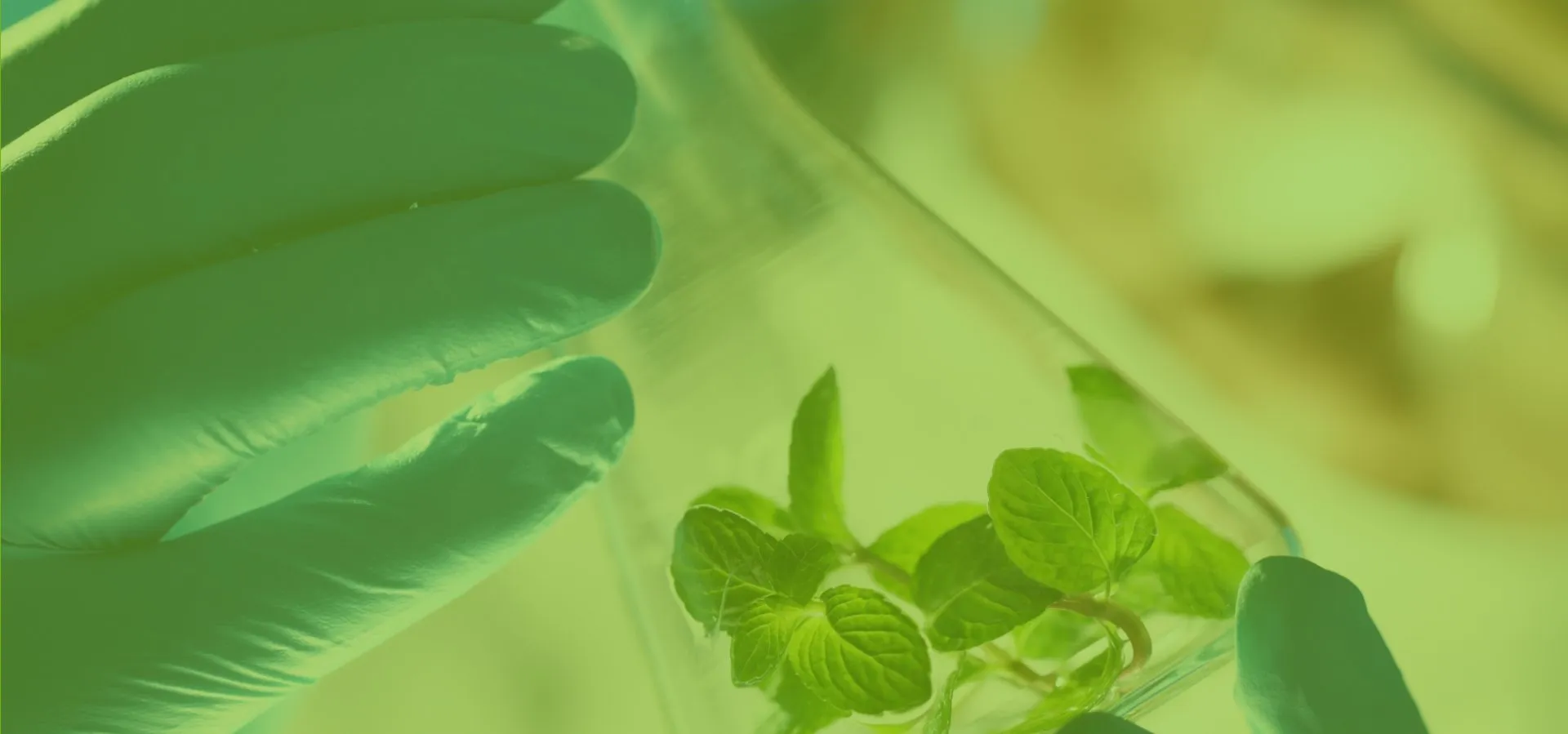 Amino Acids & Derivatives for Cell Culture